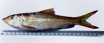 Record photograph for Hypselobarbus curmuca